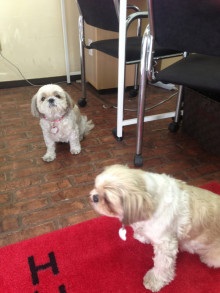 mitomitter20131123-1